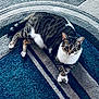 cat, tabby, pet, indoor, animal, fur, whiskers, paws, relaxed, resting, carpet, pattern, striped, cute, domestic, mammal, feline, crossed_paws, looking_up, texture