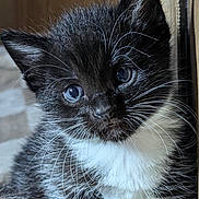 Dart joined the competition — help win amazing prizes! kitten, cat, tuxedo_cat, black_and_white, whiskers, fur, cute, pet, animal, close_up, indoor, young, eyes, portrait, small, feline, soft, cozy, curious, fluffy