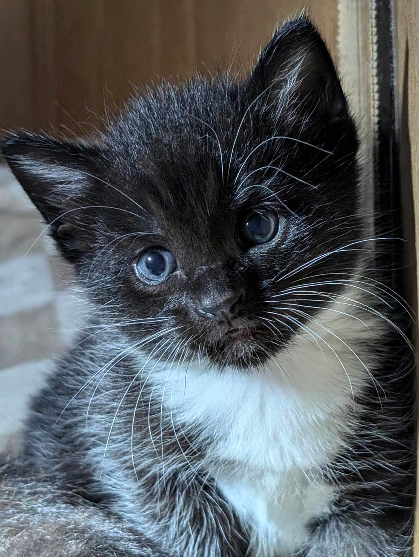 Dart joined the competition — help win amazing prizes! kitten, cat, tuxedo_cat, black_and_white, whiskers, fur, cute, pet, animal, close_up, indoor, young, eyes, portrait, small, feline, soft, cozy, curious, fluffy