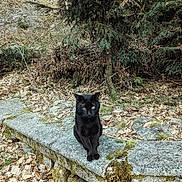 Deedee a rejoint le concours — aidez-le/la à gagner de superbes lots ! animal, black_cat, brown, calm, cat, daytime, feline, forest, green, leaves, moss, mysterious, nature, outdoor, quiet, rocks, sitting, stone_bench, tree, wildlife