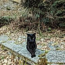animal, black_cat, brown, calm, cat, daytime, feline, forest, green, leaves, moss, mysterious, nature, outdoor, quiet, rocks, sitting, stone_bench, tree, wildlife