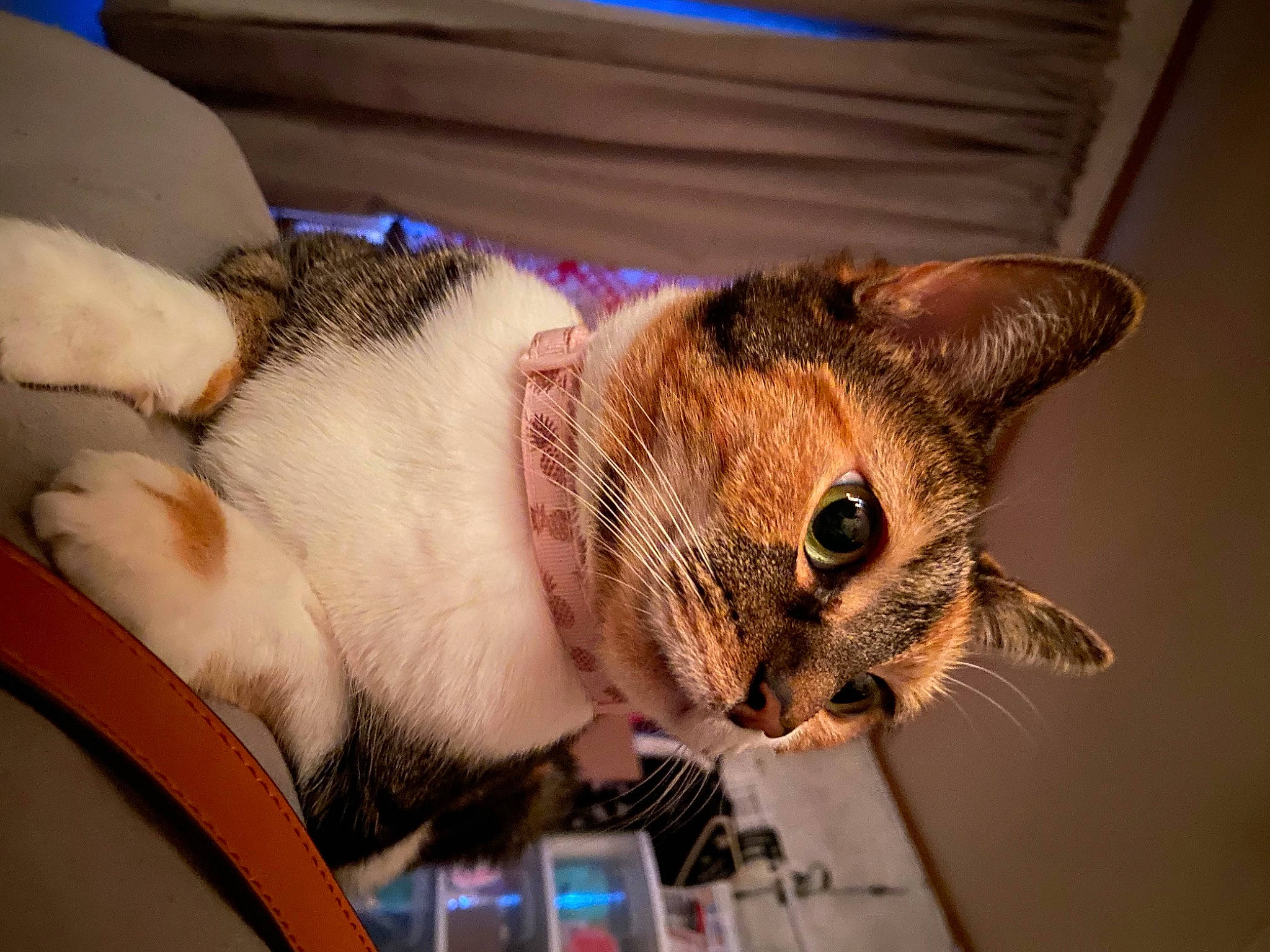 Kitterbaby is registered to the contest to win money with this photo: audio_equipment, carnivore, cat, claw, collar, comfort, domestic_short_haired_cat, ear, eyelash, fawn, felidae, fur, paw, small_to_medium_sized_cats, snout, whiskers, wrist