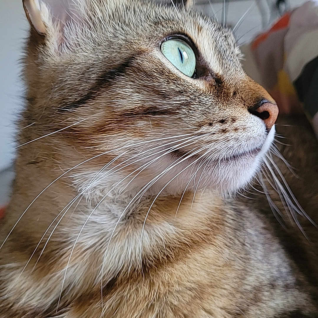 Reekit participe au concours pour gagner de l'argent avec cette photo : animal, cat, close_up, cute, domestic_cat, feline, fur, green_eyes, household, indoor, looking_away, mammal, pet, portrait, relaxed, resting, soft_light, striped, tabby, whiskers