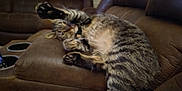 Milo is registered to the contest to win money with this photo: animal, cat, claws, couch, cute, feline, fur, home, indoor, leather_couch, living_room, mammal, paw, pet, relaxing, resting, stretching, tabby_cat, tabby_stripes, whiskers