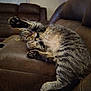 animal, cat, claws, couch, cute, feline, fur, home, indoor, leather_couch, living_room, mammal, paw, pet, relaxing, resting, stretching, tabby_cat, tabby_stripes, whiskers