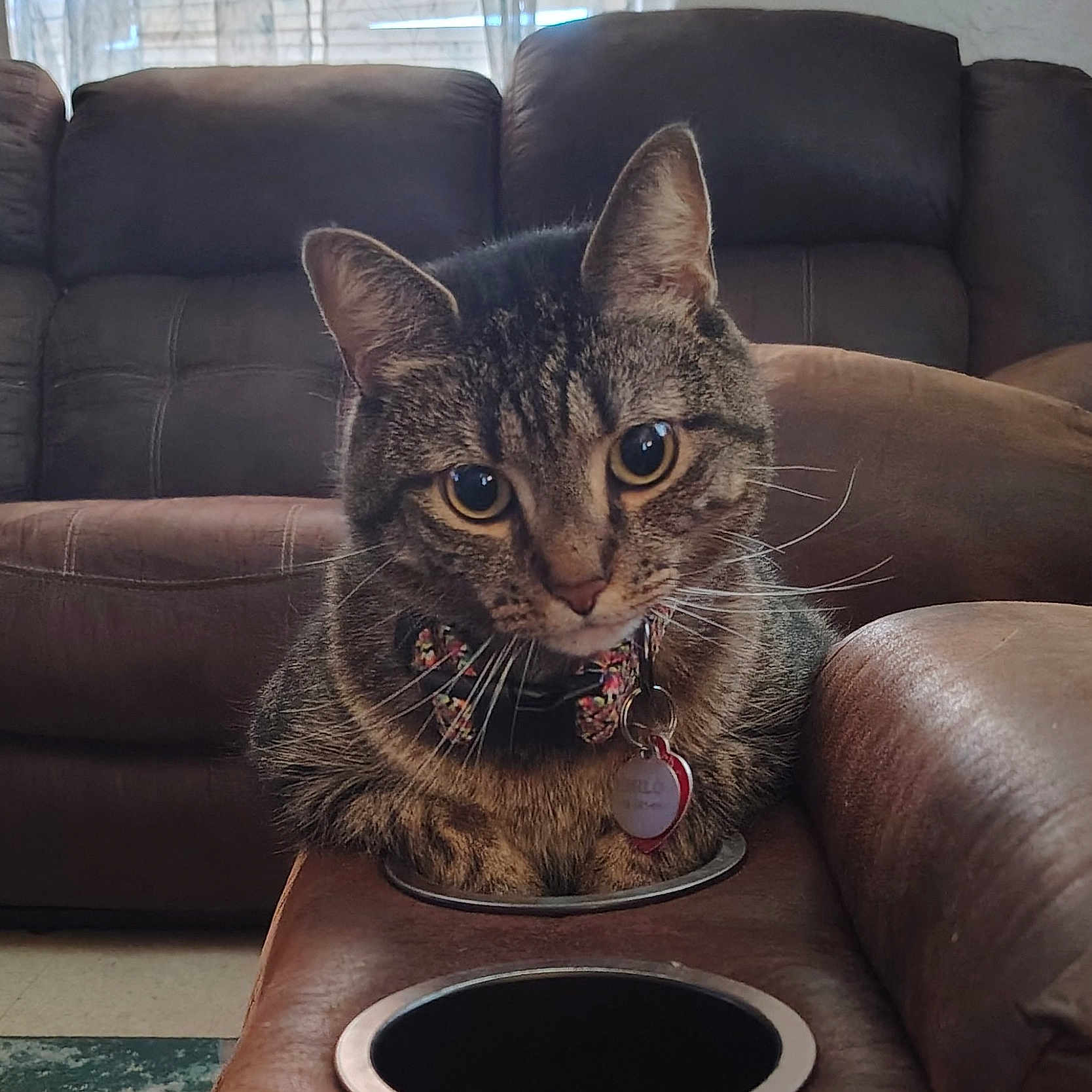 Milo joined the competition — help win amazing prizes! animal, bow_tie, cat, close_up, collar, cozy, cup_holder, curious, cute, domestic_cat, ears, eyes, furniture, indoor, leather_couch, living_room, pet, sitting, tabby_cat, whiskers