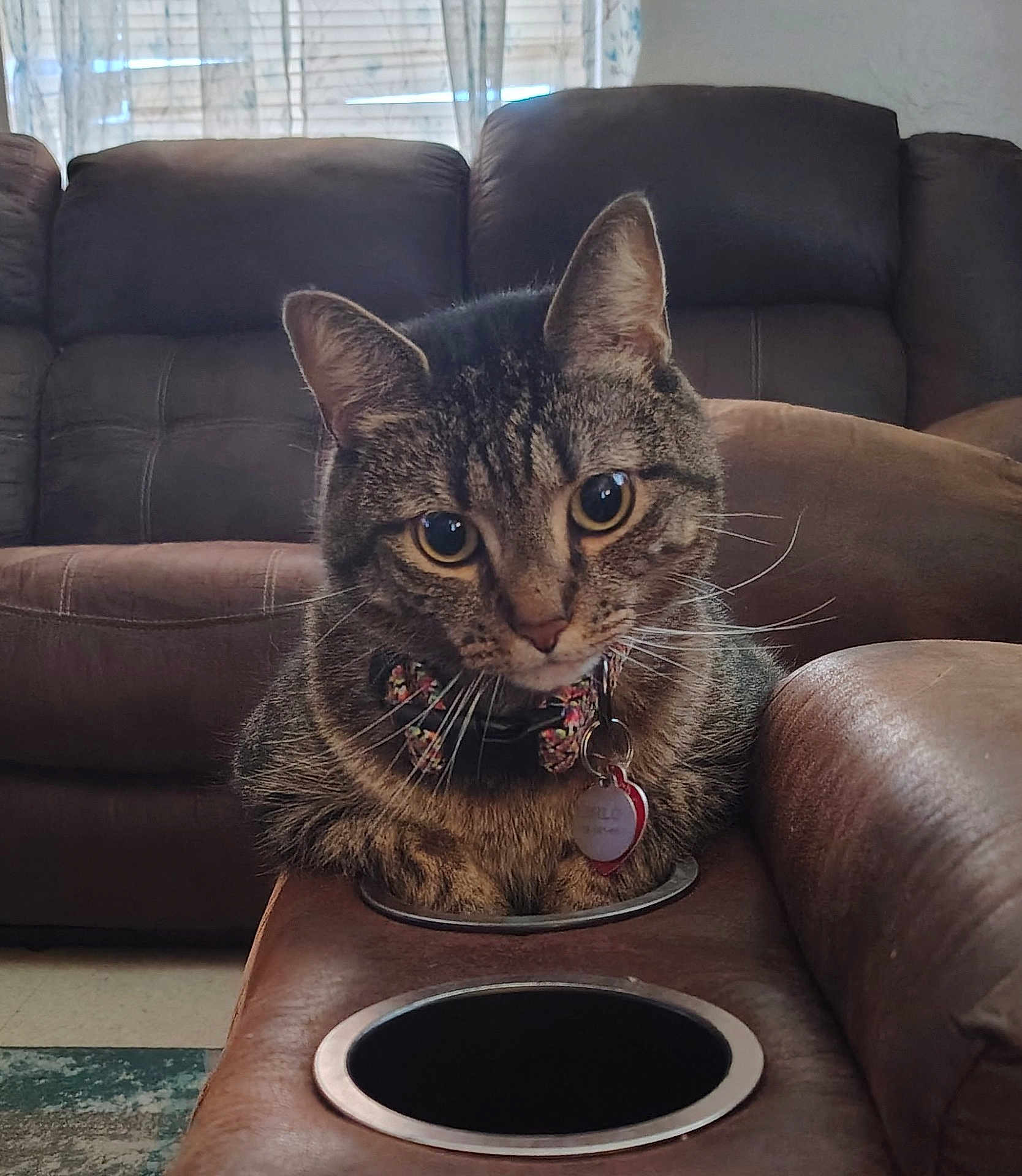 Milo joined the competition — help win amazing prizes! animal, bow_tie, cat, close_up, collar, cozy, cup_holder, curious, cute, domestic_cat, ears, eyes, furniture, indoor, leather_couch, living_room, pet, sitting, tabby_cat, whiskers