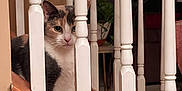 Misu is registered to the contest to win money with this photo: animal, baluster, calico_cat, carpeted_stairs, cat, curious, eyes, fur, home_interior, indoor, peeking, pet, plant, portrait, potted_plant, railing, sitting, staircase, whiskers, wooden_bannister