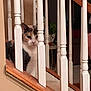 animal, baluster, calico_cat, carpeted_stairs, cat, curious, eyes, fur, home_interior, indoor, peeking, pet, plant, portrait, potted_plant, railing, sitting, staircase, whiskers, wooden_bannister