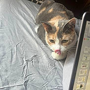 Misu is registered to the contest to win money with this photo: bed, calico_cat, cat, close_up, cozy, curious, domestic, eyes, furniture, indoor, laptop, licking, paw, pet, portrait, resting, sheets, tongue, whiskers, wrinkled_sheet