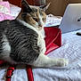Misu is registered to the contest to win money with this photo: bed, bedroom, calico_cat, cat, close_up, electronics, fur, furniture, indoor, laptop, paw, pet, purse_strap, red_purse, resting, sleepy, soft_light, whiskers, white_bedspread, wooden_headboard