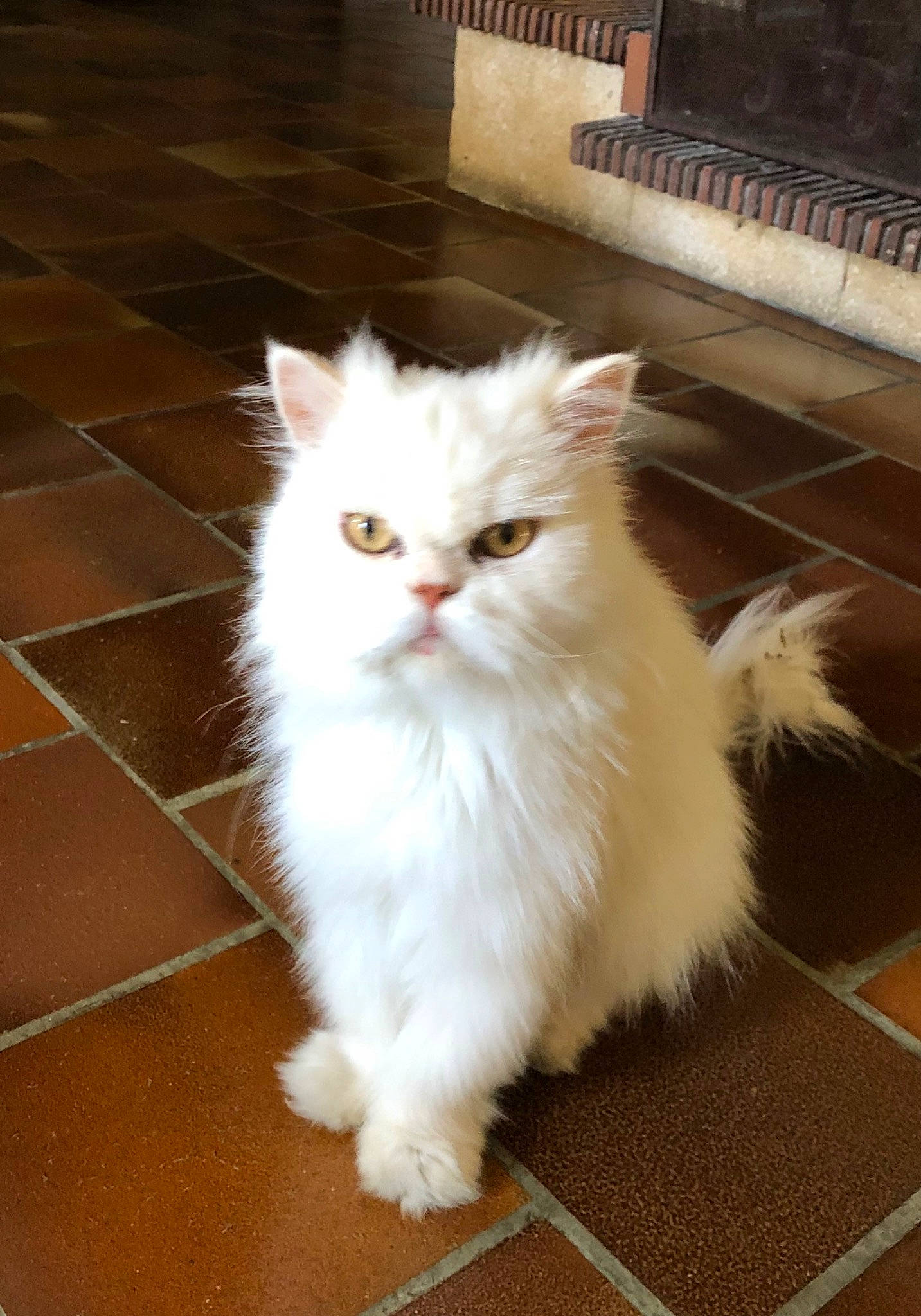 Omalley a rejoint le concours — aidez-le/la à gagner de superbes lots ! carnivore, cat, computer_keyboard, felidae, flooring, fur, hardwood, paw, small_to_medium_sized_cats, snout, tail, whiskers