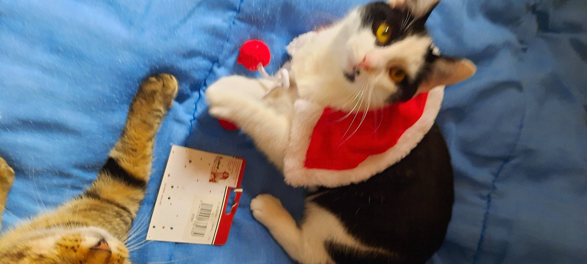 Philippe a rejoint le concours — aidez-le/la à gagner de superbes lots ! canidae, carmine, carnivore, cat, collar, companion_dog, domestic_short_haired_cat, fawn, felidae, fur, lap, mammal, paw, small_to_medium_sized_cats, snout, stuffed_toy, tail, toy, vertebrate, whiskers