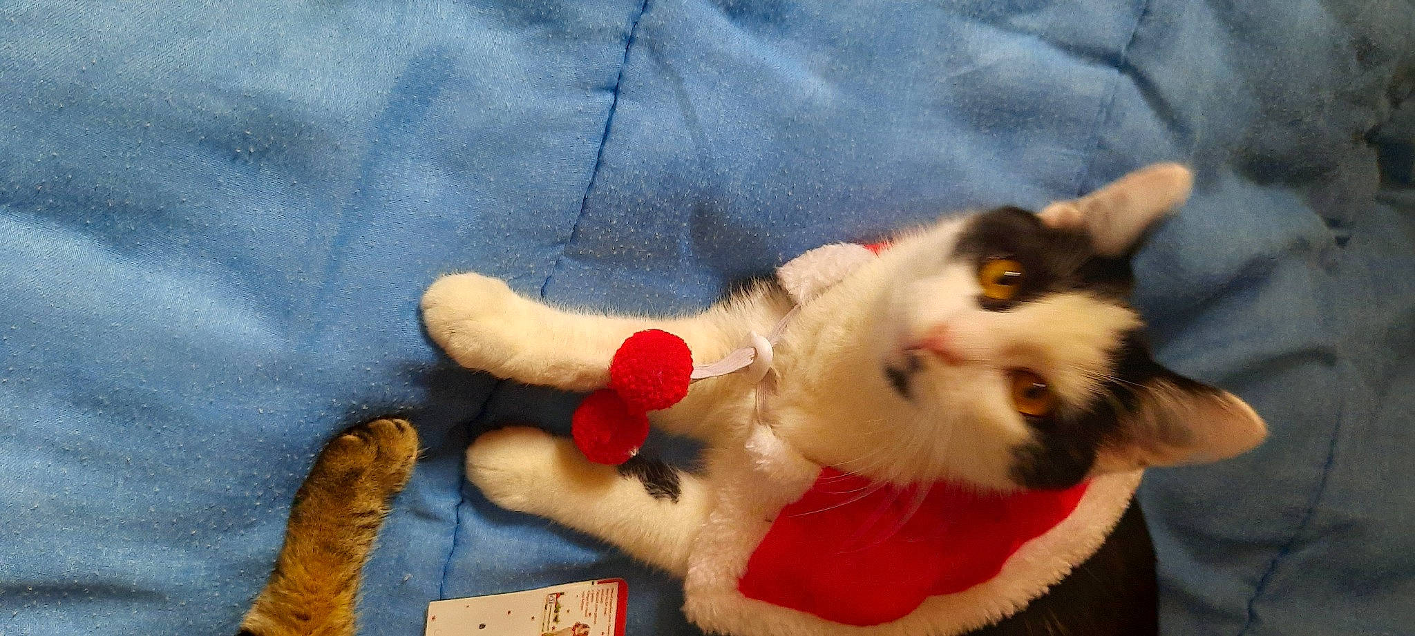 Philippe participe au concours pour gagner de l'argent avec cette photo : canidae, carmine, carnivore, cat, claw, fawn, felidae, foot, fur, human_leg, lap, paw, plush, small_to_medium_sized_cats, snout, stuffed_toy, tail, toy, whiskers, wool