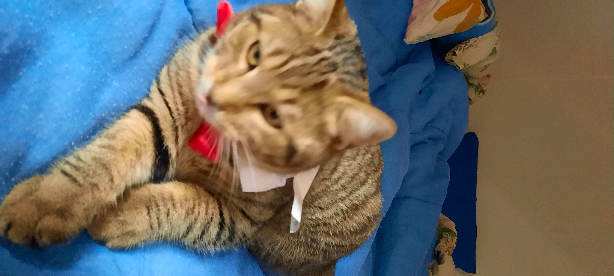 Noopi participe au concours pour gagner de l'argent avec cette photo : carnivore, cat, claw, domestic_short_haired_cat, electric_blue, felidae, fur, paw, small_to_medium_sized_cats, tail, terrestrial_animal, whiskers, wildlife