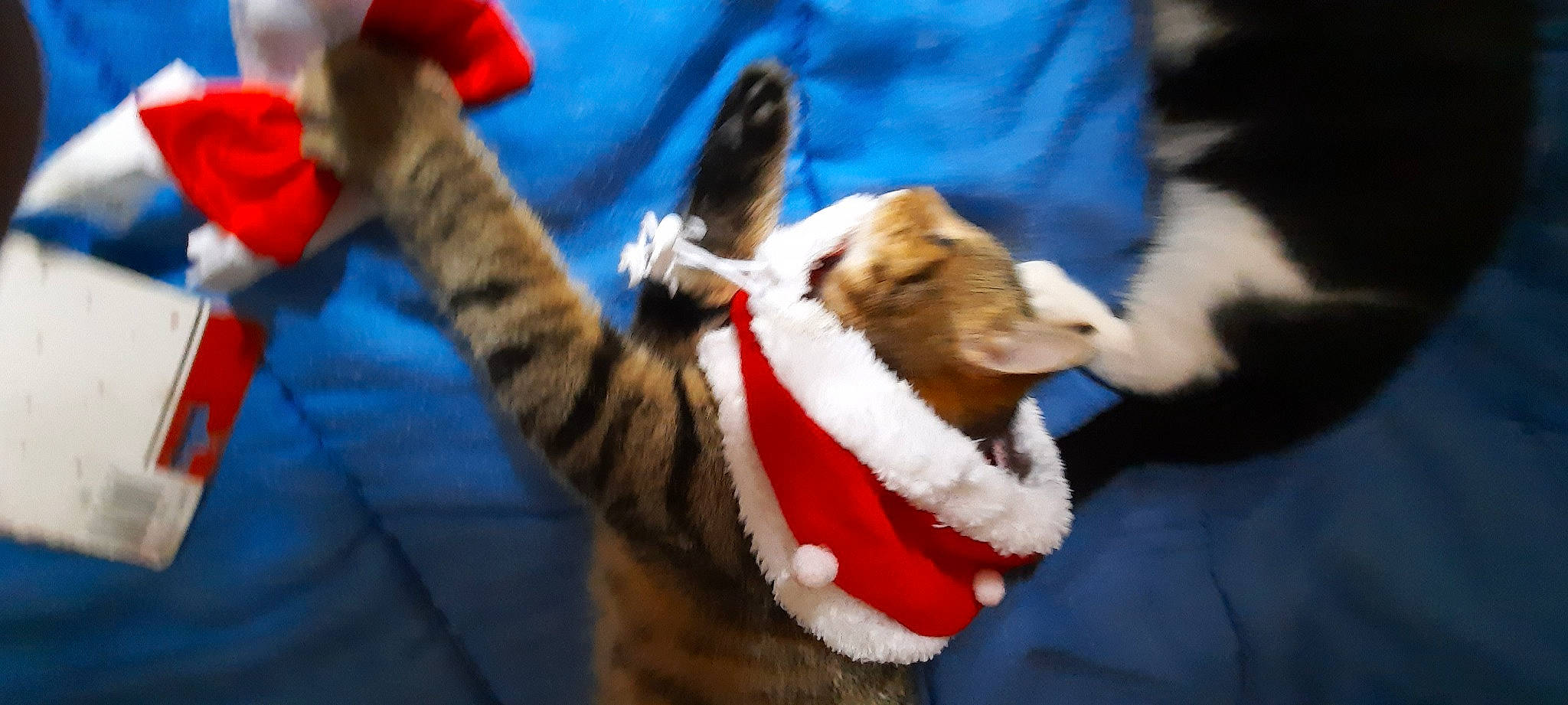 Noopi a rejoint le concours — aidez-le/la à gagner de superbes lots ! carmine, carnivore, cat, claw, collar, companion_dog, dog_breed, domestic_short_haired_cat, event, fawn, felidae, fur, holiday, mammal, paw, small_to_medium_sized_cats, sporting_group, tail, vertebrate, whiskers