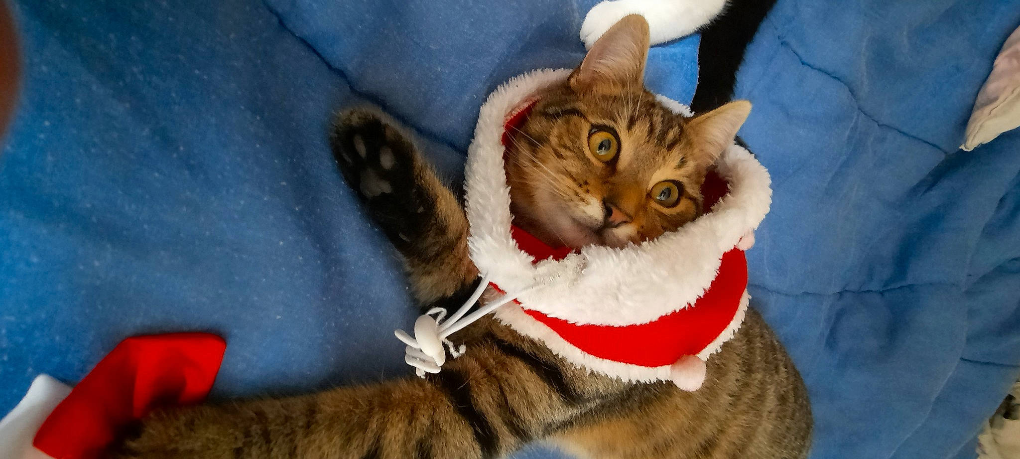 Noopi a rejoint le concours — aidez-le/la à gagner de superbes lots ! carnivore, cat, cat_furniture, cat_supply, claw, collar, costume_hat, domestic_short_haired_cat, fashion_accessory, fawn, felidae, fur, fur_clothing, paw, pet_supply, small_to_medium_sized_cats, snout, tail, tree, whiskers