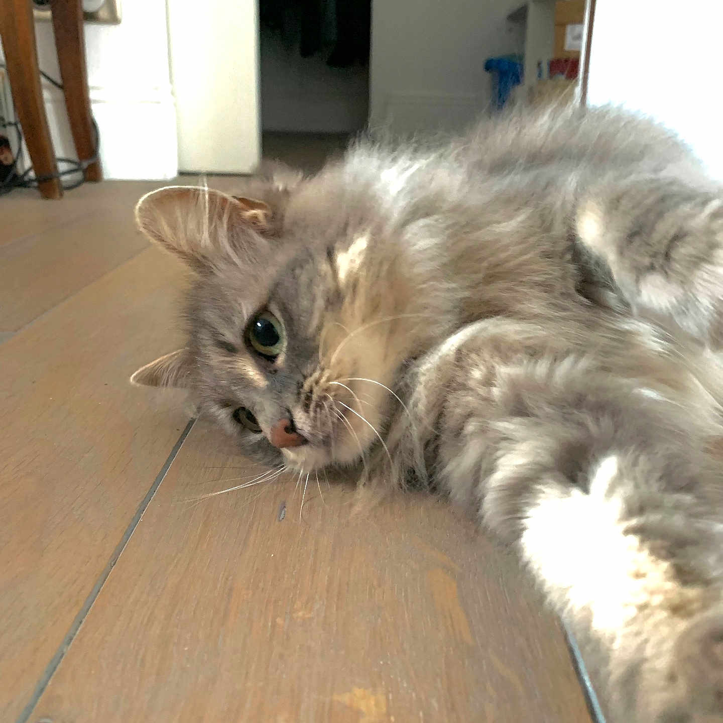 Minette participe au concours pour gagner de l'argent avec cette photo : animal, cat, closeup, curious, door, ears, feline, flooring, fluffy, fur, gray_cat, home, indoor, laying, lying_down, mammal, pet, relaxed, whiskers, wooden_floor