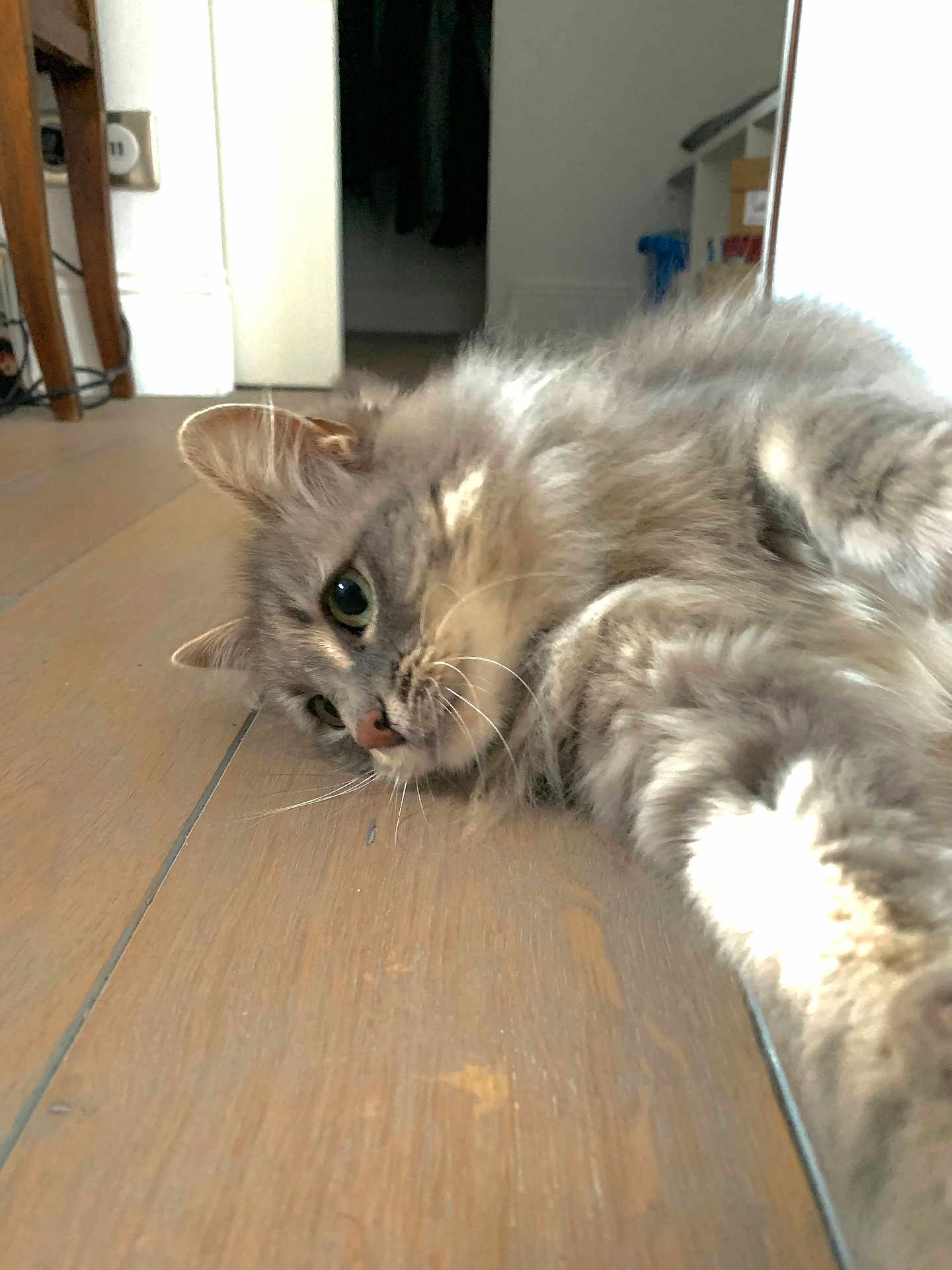 Minette participe au concours pour gagner de l'argent avec cette photo : cat, gray_cat, fluffy, indoor, wooden_floor, lying_down, pet, feline, curious, whiskers, ears, fur, home, door, flooring, relaxed, animal, mammal, closeup, laying