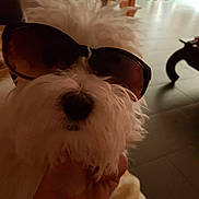 Norris a rejoint le concours — aidez-le/la à gagner de superbes lots ! carnivoran, dog, dog_breed, dog_like_mammal, ear, eyewear, flooring, glasses, maltese, nose, shih_tzu, skin, snout, sunglasses, vertebrate, vision_care