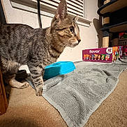 Bucky is registered to the contest to win money with this photo: cat, tabby, pet, indoor, carpet, food_bowl, towel, window_blinds, snack_box, cat_tree, curious, feline, animal, domestic, side_view, whiskers, ears, floor, home, shadow