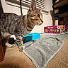 cat, tabby, pet, indoor, carpet, food_bowl, towel, window_blinds, snack_box, cat_tree, curious, feline, animal, domestic, side_view, whiskers, ears, floor, home, shadow
