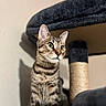 Bucky is registered to the contest to win money with this photo: cat, tabby, feline, animal, pet, indoor, cat_tree, curious, alert, fur, whiskers, ears, sitting, closeup, portrait, mammal, domestic, soft_lighting, shallow_depth_of_field, brown