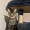 Bucky is registered to the contest to win money with this photo: cat, kitten, tabby, cat_tree, pet, animal, feline, indoor, cute, tongue_out, playful, fur, whiskers, ears, paws, sitting, curious, home, scratching_post, soft_texture