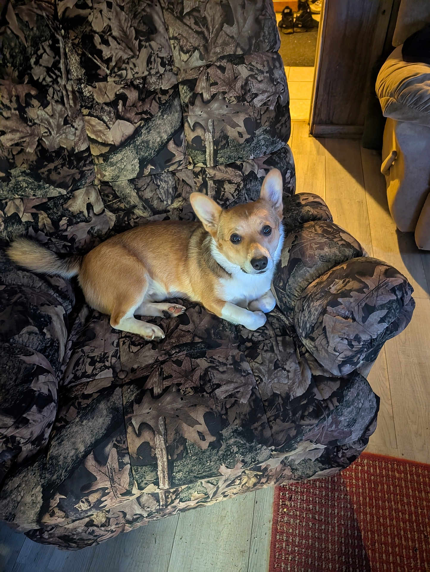 Cookie is registered to the contest to win money with this photo: dog, corgi, armchair, camouflage_pattern, leaf_pattern, indoor, pet, furniture, cozy, wooden_floor, curious, animal, cute, resting, living_room, brown, white, ears_up, looking_at_camera, home