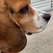 Pépette a rejoint le concours — aidez-le/la à gagner de superbes lots ! animal, beagle, black, brown, close_up, daylight, dog, ear, expression, fur, nature, nose, outdoor, pet, profile, railing, side_view, sky, thoughtful, white