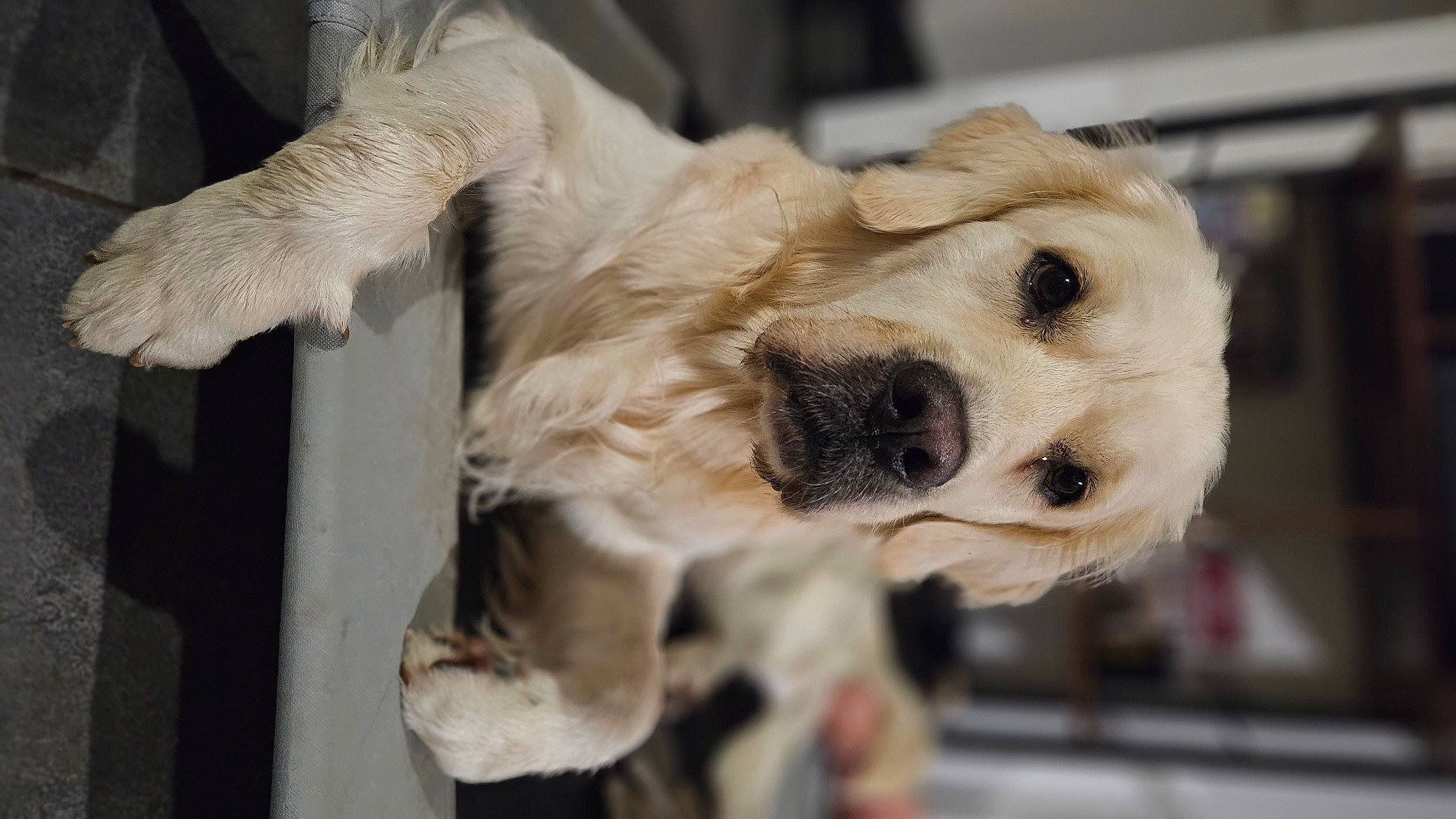 Scraps participe au concours pour gagner de l'argent avec cette photo : canidae, carnivore, collar, companion_dog, dog, dog_breed, dog_collar, dog_supply, fawn, fur, golden_retriever, labrador_retriever, paw, pet_supply, puppy, retriever, sporting_group, whiskers, working_animal