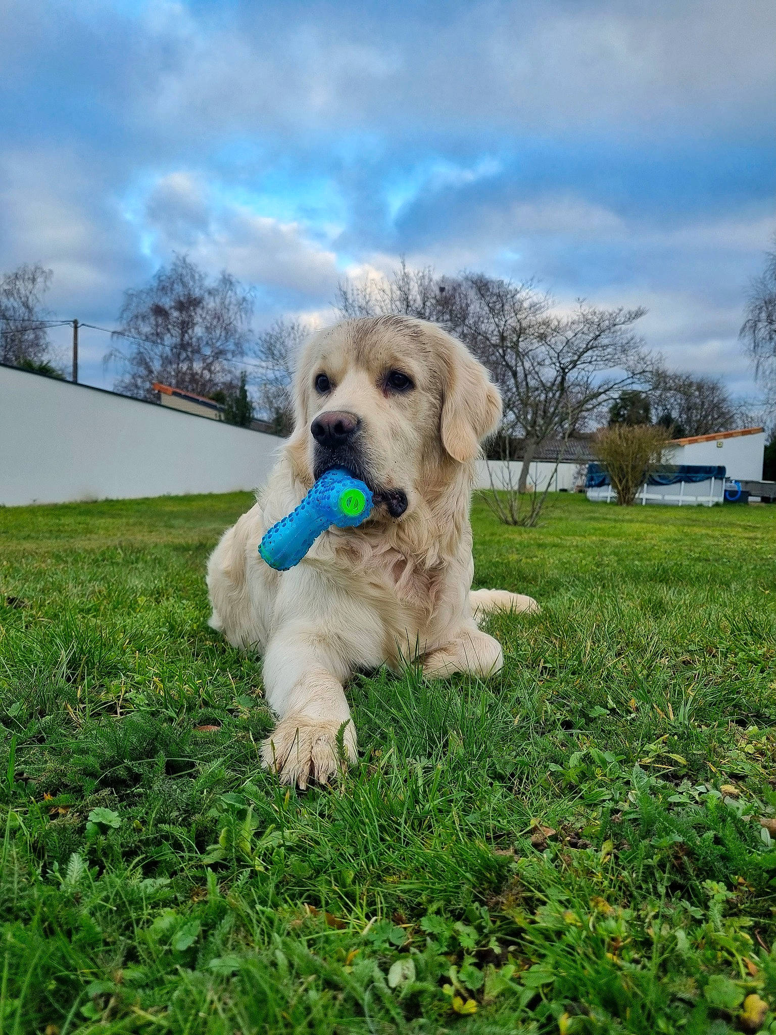 Scraps a rejoint le concours — aidez-le/la à gagner de superbes lots ! carnivore, cloud, cockapoo, companion_dog, cumulus, dog, dog_breed, dog_collar, grass, labradoodle, plant, poodle_crossbreed, sky, small_terrier, sporting_group, tail, terrier, toy_dog, tree, working_animal