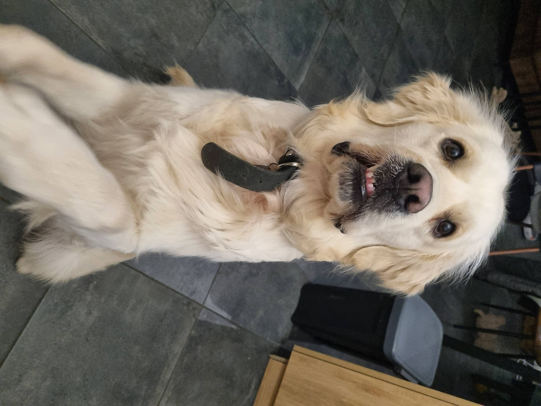 Scraps participe au concours pour gagner de l'argent avec cette photo : aircraft, canidae, carnivore, companion_dog, couch, dog, dog_breed, dog_collar, fawn, felidae, fur, paw, puppy, puppy_love, small_to_medium_sized_cats, snout, sporting_group, tail, toy_dog, whiskers