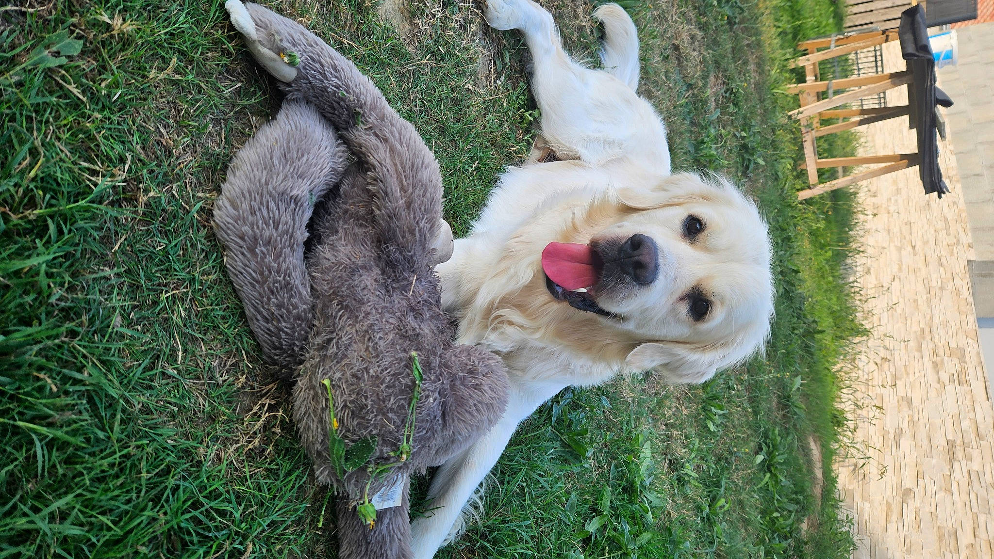 Scraps a rejoint le concours — aidez-le/la à gagner de superbes lots ! alpaca, carnivore, collar, companion_dog, dog, dog_breed, dog_collar, fawn, fence, fur, grass, livestock_guardian_dog, llama, plant, retriever, snout, sporting_group, tail, tree, working_animal