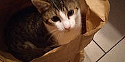 Willo participe au concours pour gagner de l'argent avec cette photo : abyssinian, accessories, animal, art, bag, basket, box, cat, handbag, hardwood, kitten, manx, origami, paper, path, pet, plastic, plasticbag, shoppingbag, wood