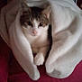 abyssinian, animal, bed, blanket, cat, couch, cushion, furniture, homedecor, kitten, laundry, linen, manx, person, pet, quilt, siamese, sleeping, towel, white