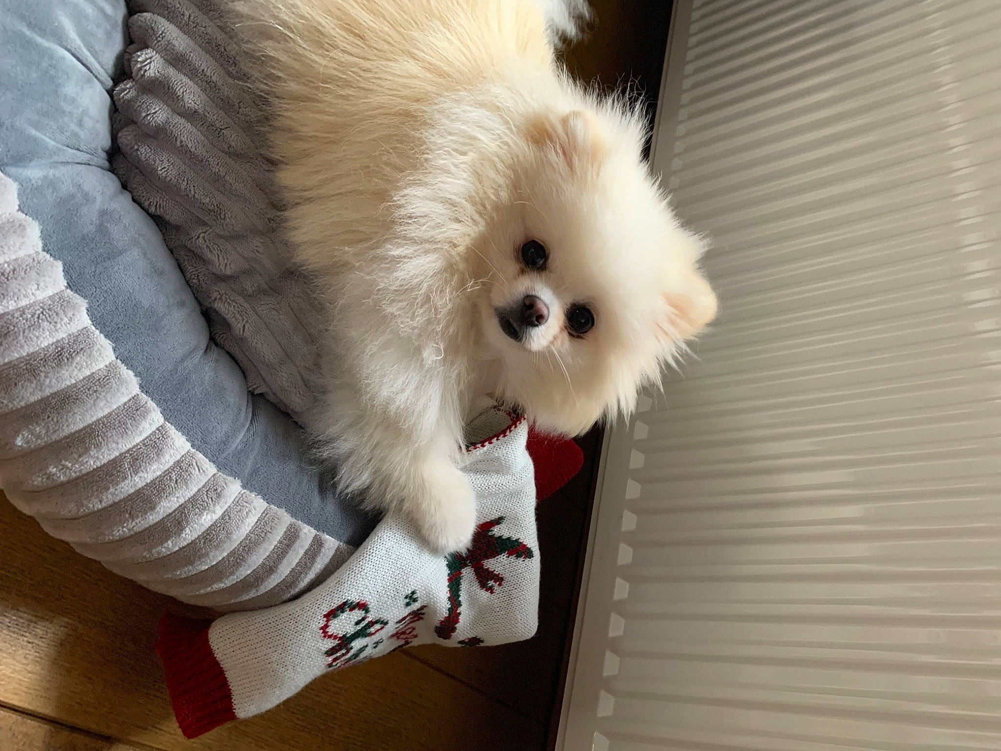 Ollie a rejoint le concours — aidez-le/la à gagner de superbes lots ! canidae, carnivore, companion_dog, corgi_chihuahua, dog, dog_breed, dog_supply, fashion_accessory, fawn, fur, german_spitz, german_spitz_klein, pomeranian, snout, spitz, sporting_group, toy_dog, volpino_italiano, whiskers, working_animal