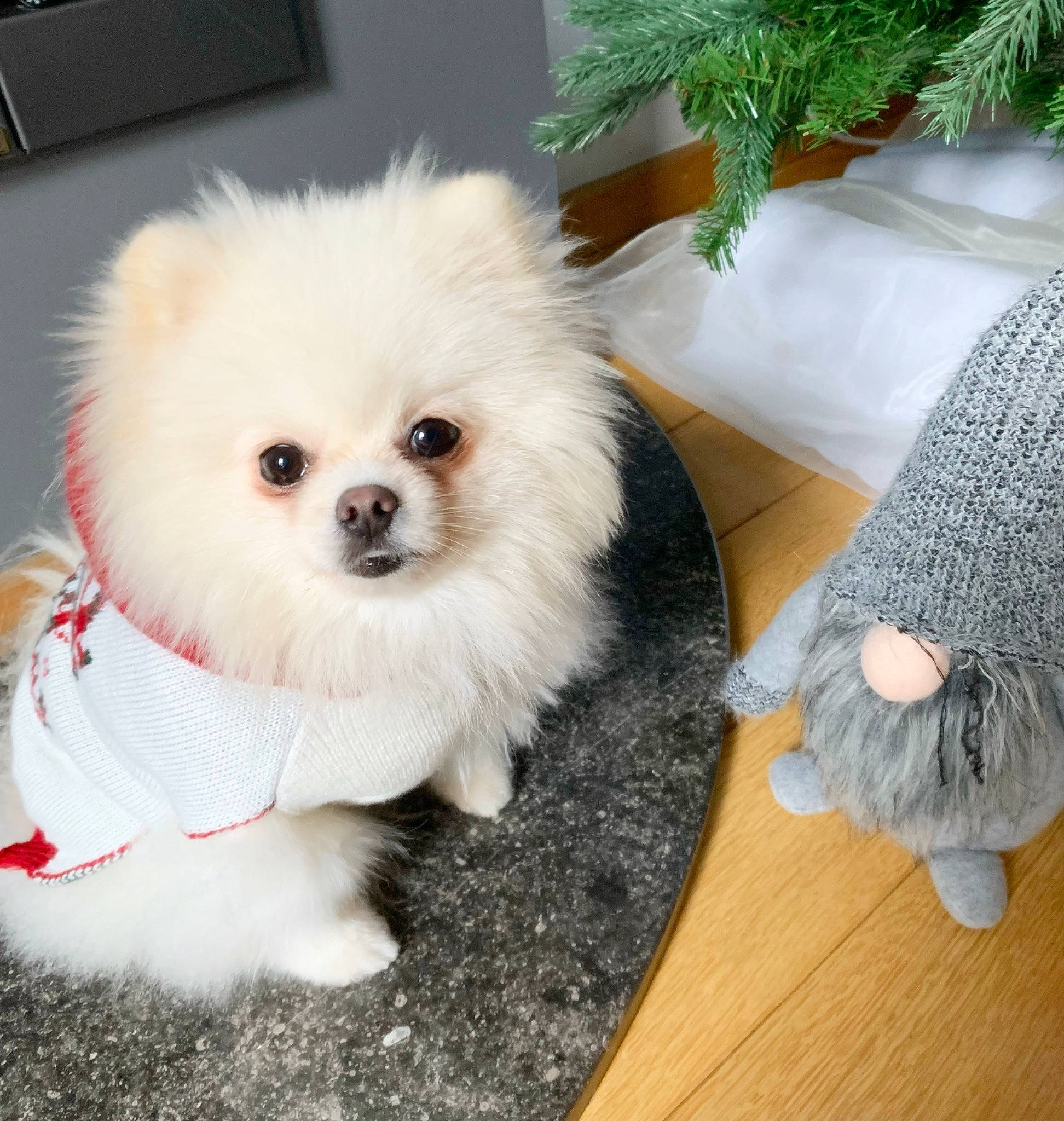 Ollie participe au concours pour gagner de l'argent avec cette photo : carnivore, companion_dog, computer_keyboard, dog, dog_breed, dog_supply, flooring, fur, german_spitz, hardwood, houseplant, input_device, non_sporting_group, peripheral, plant, spitz, toy_dog, wood, wood_flooring, working_animal