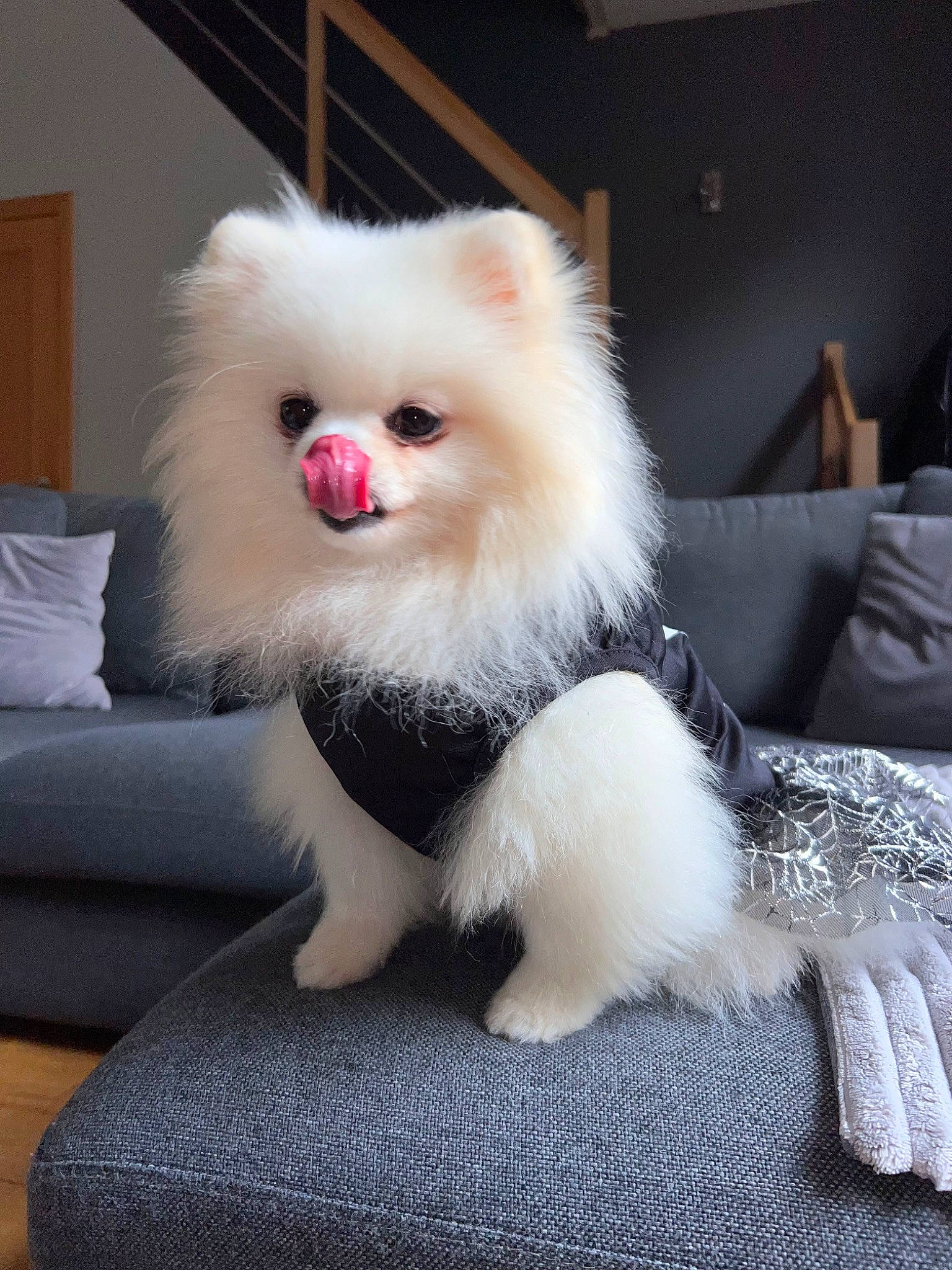 Ollie participe au concours pour gagner de l'argent avec cette photo : ancient_dog_breeds, canidae, carnivore, companion_dog, dog_breed, fawn, fur, happy, non_sporting_group, snout, spitz, tail, toy_dog, whiskers