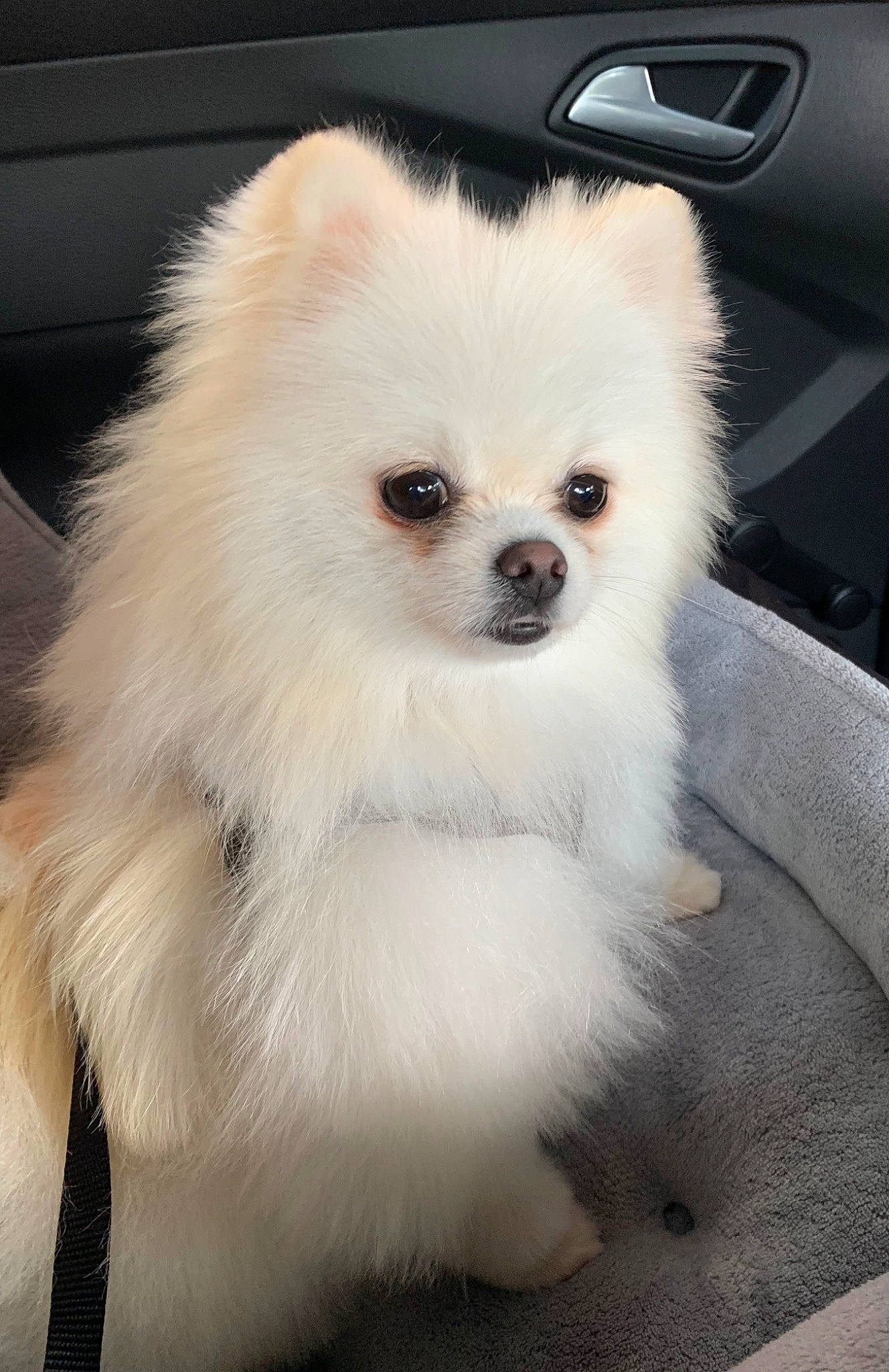 Ollie participe au concours pour gagner de l'argent avec cette photo : canidae, carnivore, companion_dog, corgi_chihuahua, dog, dog_breed, fawn, fur, german_spitz, german_spitz_klein, non_sporting_group, samoyed, snout, spitz, sporting_group, toy_dog, volpino_italiano, whiskers, windscreen_wiper, working_animal