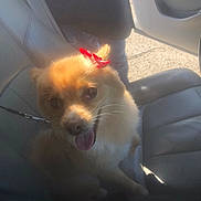 Summer is registered to the contest to win money with this photo: dog, car_seat, sunlight, red_bow, pet, happy, tongue_out, fluffy, leash, animal, canine, indoor, smiling, cute, fur, seatbelt, vehicle, window, shadow, bright