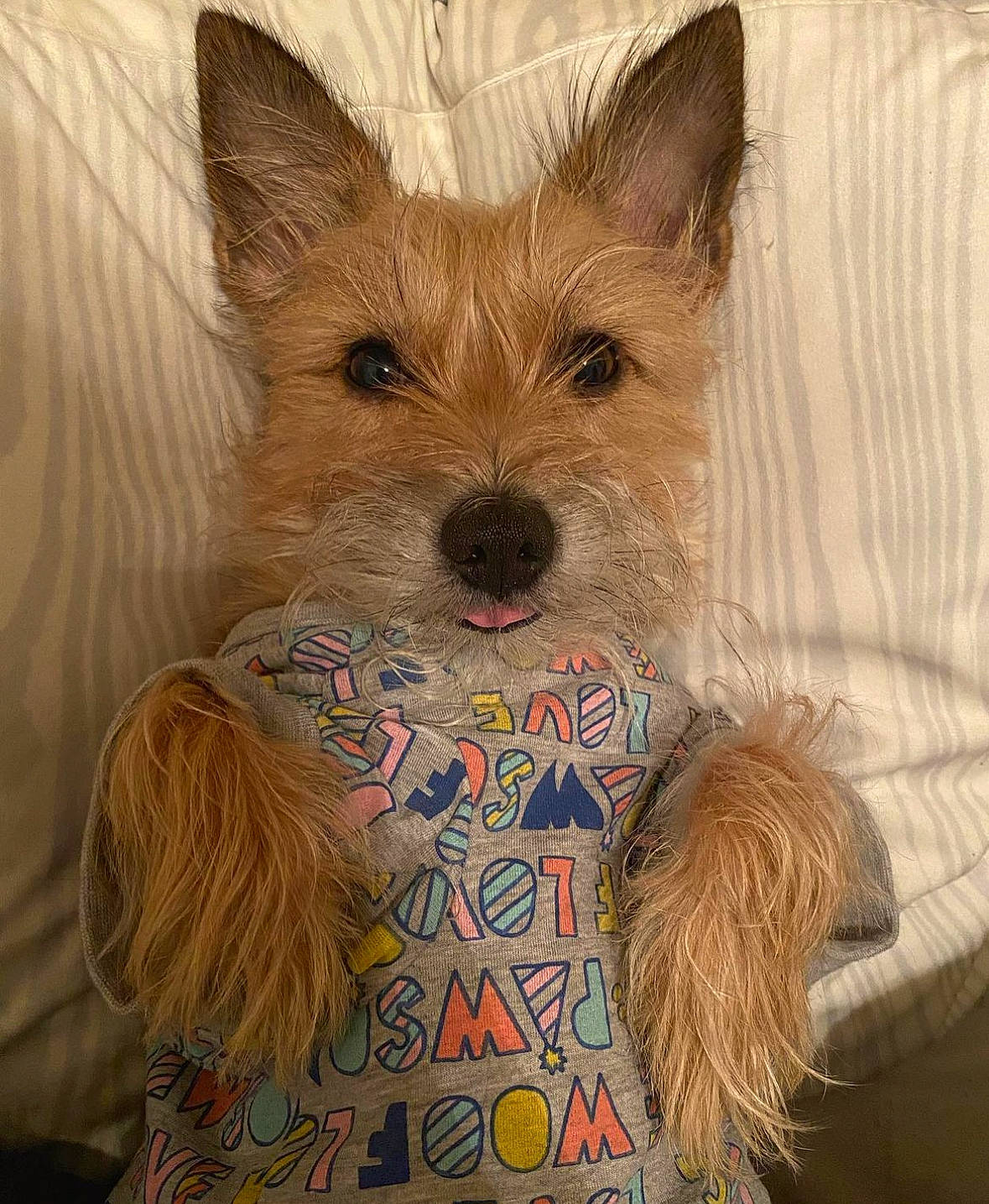 Xander is registered to the contest to win money with this photo: ancient_dog_breeds, canidae, carnivore, companion_dog, dog, dog_breed, dog_supply, fawn, fur, liver, non_sporting_group, party_hat, portuguese_podengo, small_terrier, snout, sporting_group, terrestrial_animal, toy_dog, working_animal