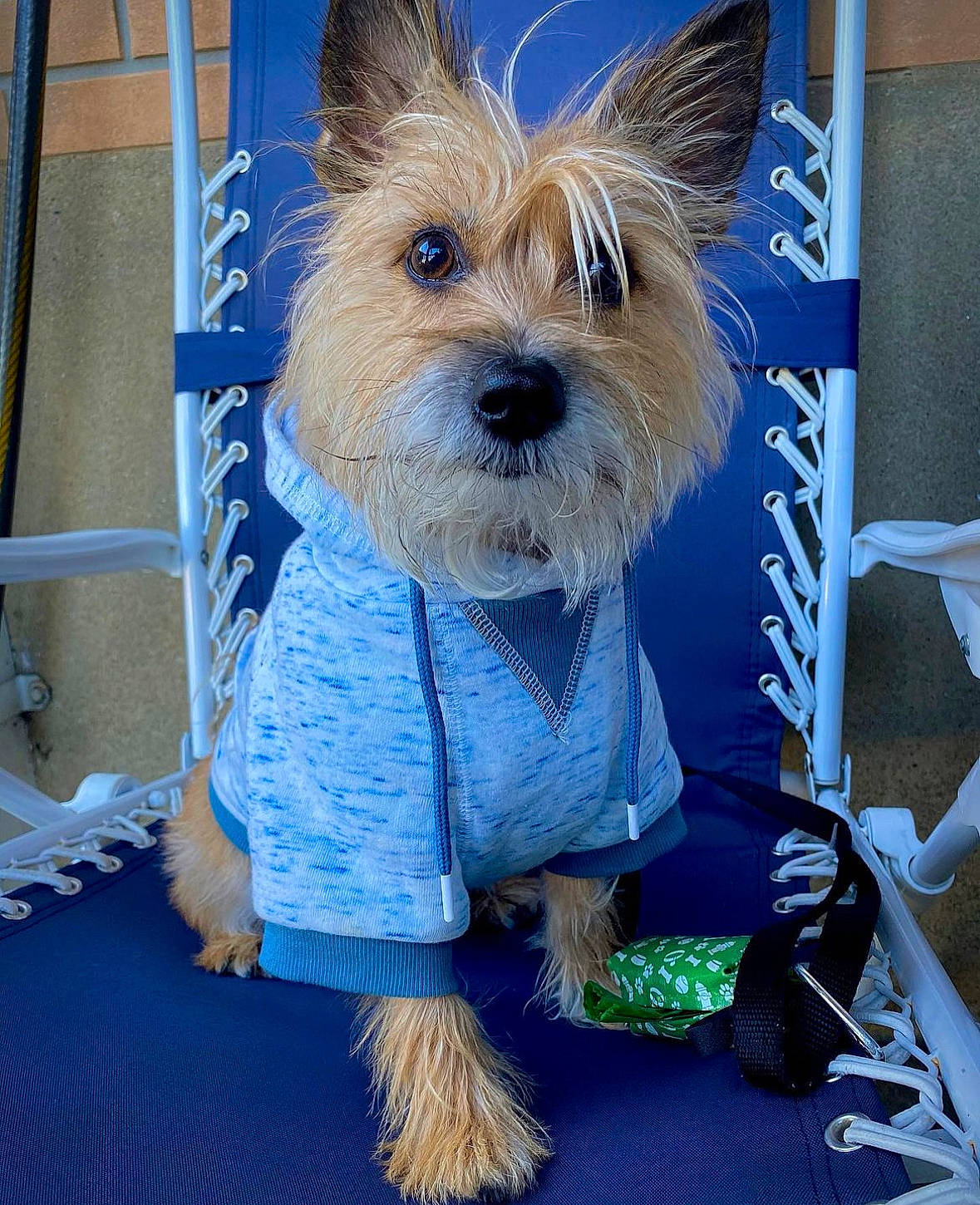 Xander is registered to the contest to win money with this photo: canidae, carnivore, collar, companion_dog, dog, dog_breed, dog_clothes, dog_supply, electric_blue, event, fashion_accessory, fictional_character, fur, leash, puppy, small_terrier, snout, sporting_group, terrier, toy_dog