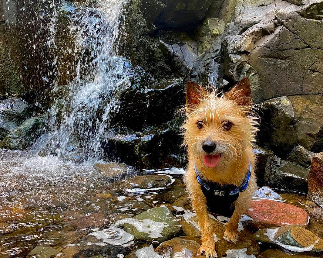 Xander joined the competition — help win amazing prizes! canidae, carnivore, companion_dog, creek, dog, dog_breed, dog_clothes, dog_supply, fawn, rock, small_terrier, snout, sporting_group, spring, stream, terrier, toy_dog, walking, water, waterfall