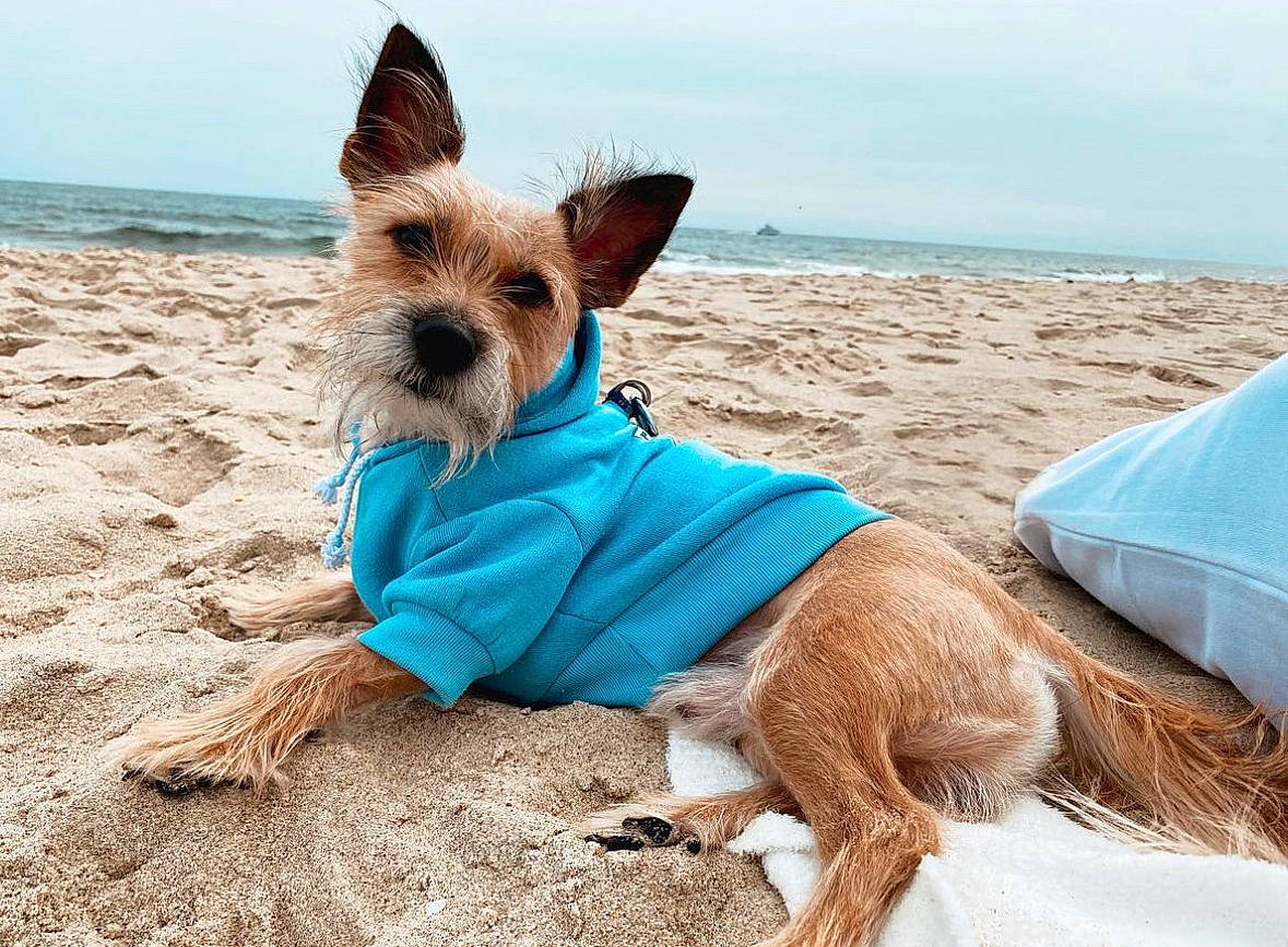 Xander is registered to the contest to win money with this photo: beach, canidae, carnivore, cloud, collar, companion_dog, dog, dog_breed, dog_clothes, dog_supply, fawn, sand, sky, small_terrier, sporting_group, summer, terrier, toy_dog, travel, water