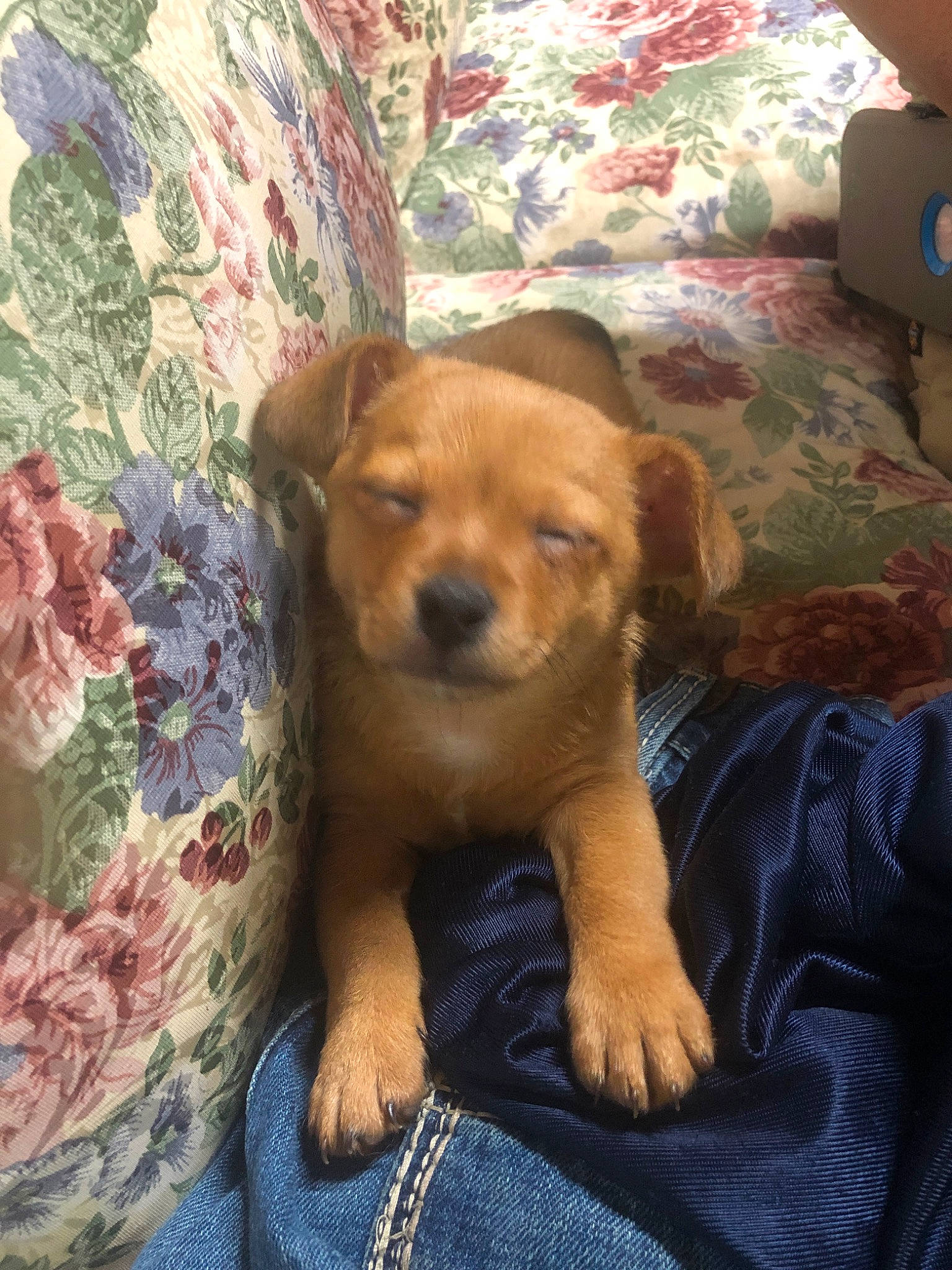 Bear joined the competition — help win amazing prizes! border_terrier, canidae, carnivore, companion_dog, dog, dog_breed, fawn, mammal, puppy, puppy_love, sporting_group, vertebrate