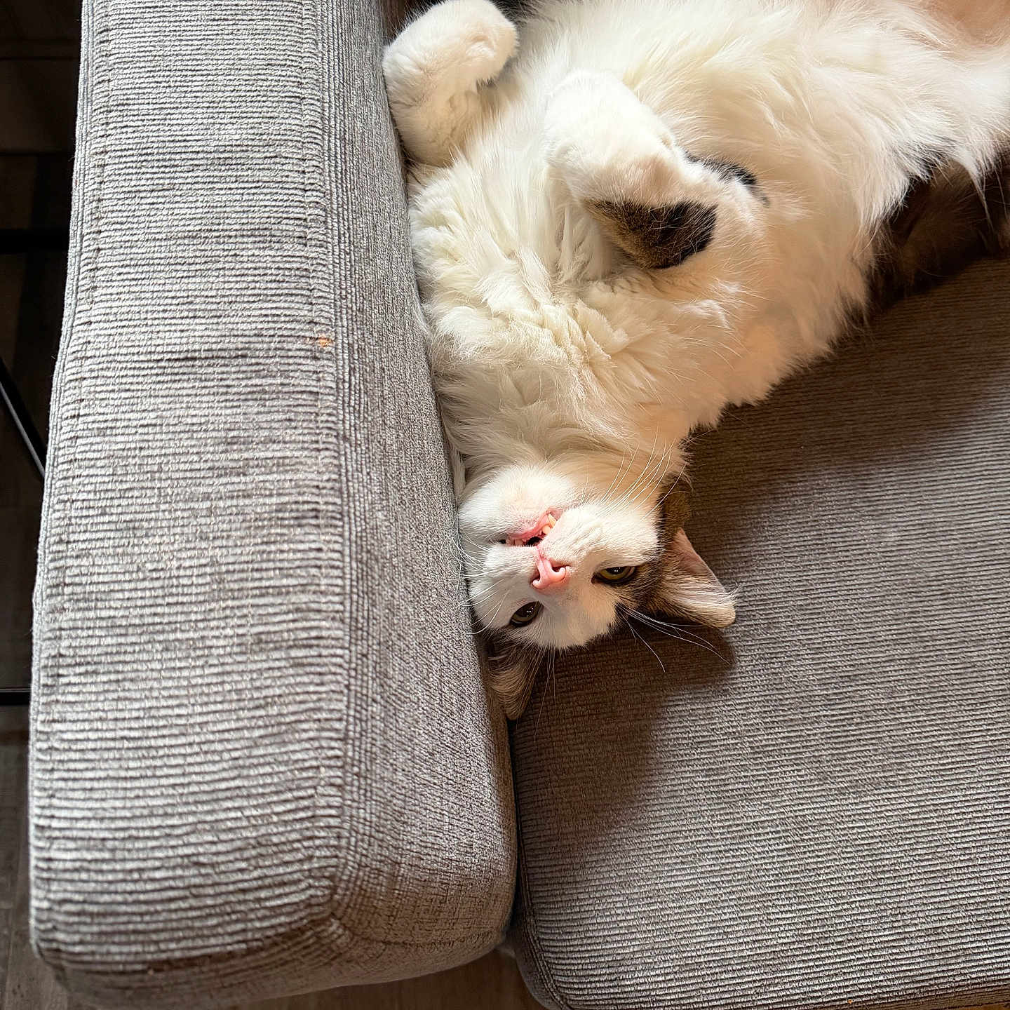 Clyde