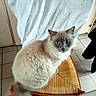 cat, fluffy, blue_eyes, long_hair, cream_fur, gray_face, sitting, animal, pet, portrait, indoors, chair, woven_seat, tile_floor, curious, staring, tail, ears, whiskers, home