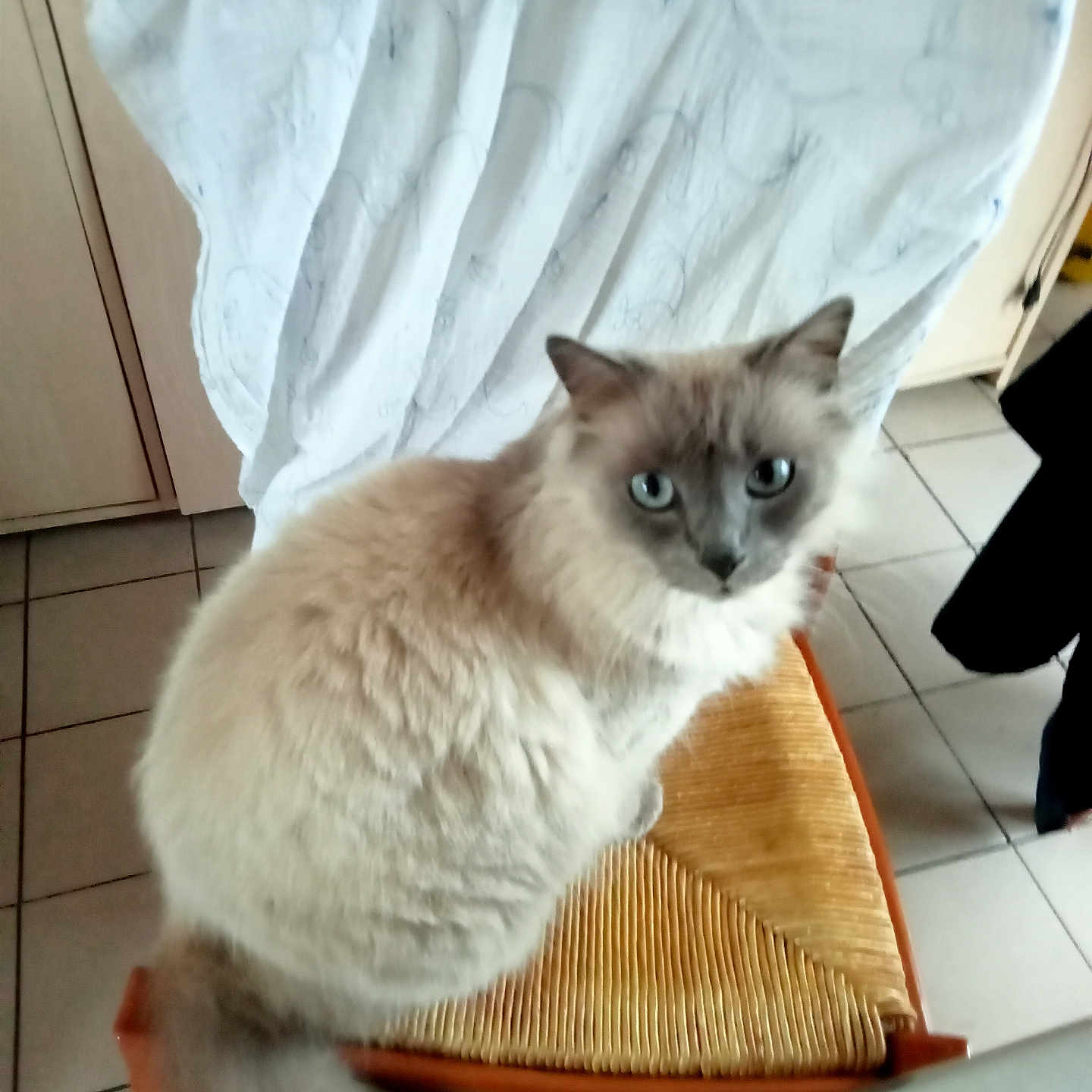 Flocon a rejoint le concours — aidez-le/la à gagner de superbes lots ! cat, fluffy, blue_eyes, long_hair, cream_fur, gray_face, sitting, animal, pet, portrait, indoors, chair, woven_seat, tile_floor, curious, staring, tail, ears, whiskers, home