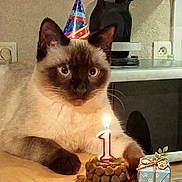 Olaf participe au concours pour gagner de l'argent avec cette photo : cat, siamese_cat, birthday, party_hat, candle, kibble, pet_food, gift, wrapped_present, banner, text_overlay, indoors, living_room, table, portrait, blue_eyes, sitting, whiskers, celebration, humorous